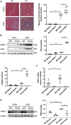 Protein arginine methyltransferase 3 inhibits renal tubulointerstitial fibrosis through asymmetric dimethylarginine